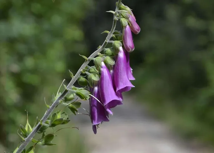 Haus Am Stein Haus 2 By Interhome *